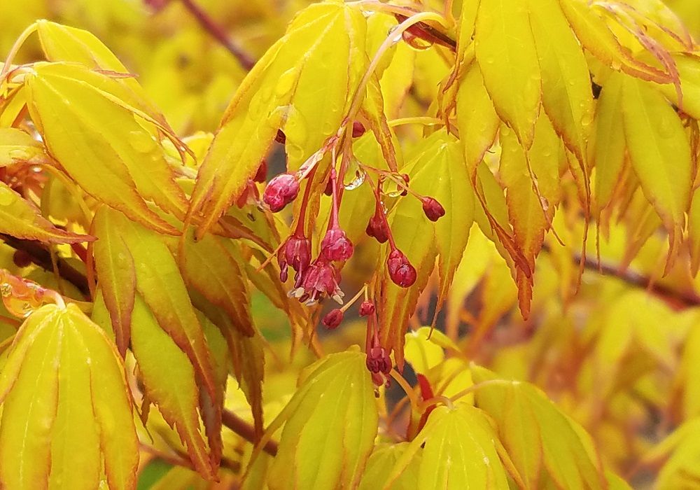 Katsura Japanese Maple or Acer palmatum Katsura - yellow leaves and emerging foliage