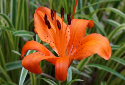 Asiatic Lily | Bulb Plants forGorgeous Summer Landscapes | Burkholder Landscape