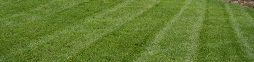 Manicured lawn | Professional turf care | Burkholder Brothers