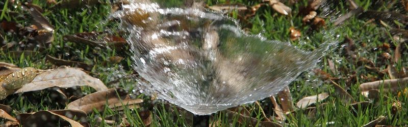 Sprinkler head watering grass with autumn leaves on the ground - irrigation system winterization - Burkholder Landscape