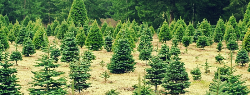 Christmas tree farm - Burkholder Holiday Market