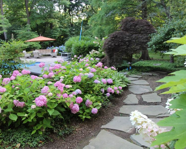 landscaped walkway with hydrangeas leading to pool area in backyard -Burkholder Landscape