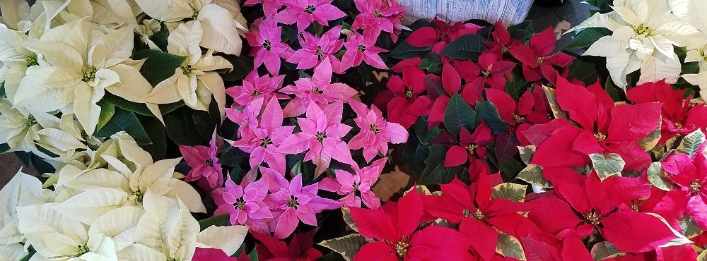 multicolor Burkholder Poinsettia Display