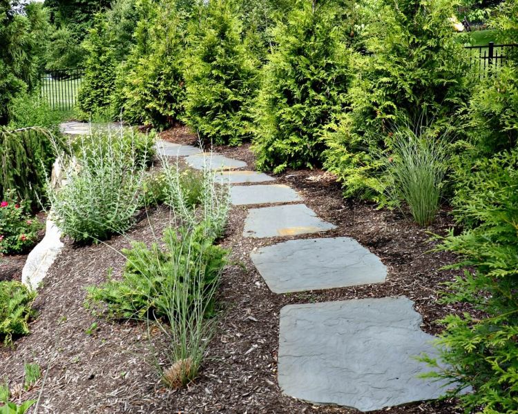 Landscaping Evergreen Screening