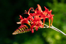 Crocosmia | Bulb Plants forGorgeous Summer Landscapes | Burkholder Landscape