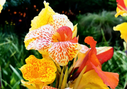 Tropicanna Lily | Bulb Plants forGorgeous Summer Landscapes | Burkholder Landscape