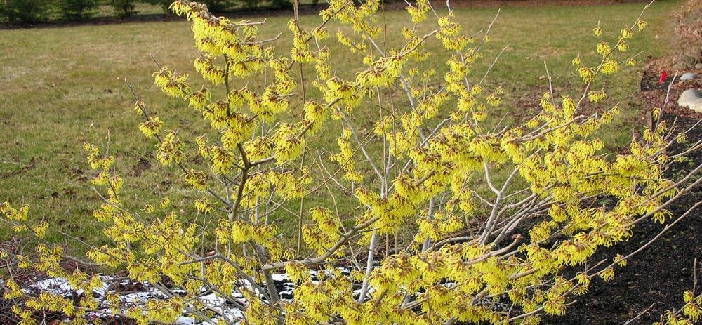 Lawn Care Maintenance - Hamamelis x intermedia Arnolds Promise - Burkholder