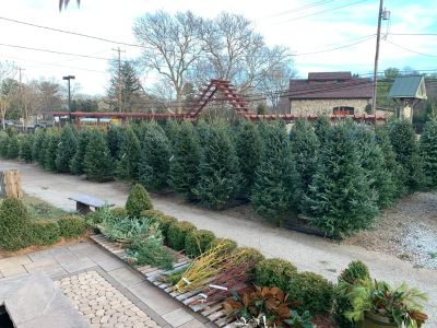 Trees at the Burkholder Annual Holiday Market