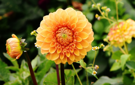 Dahlia| Bulb Plants for Gorgeous Summer Landscapes | Burkholder Landscape