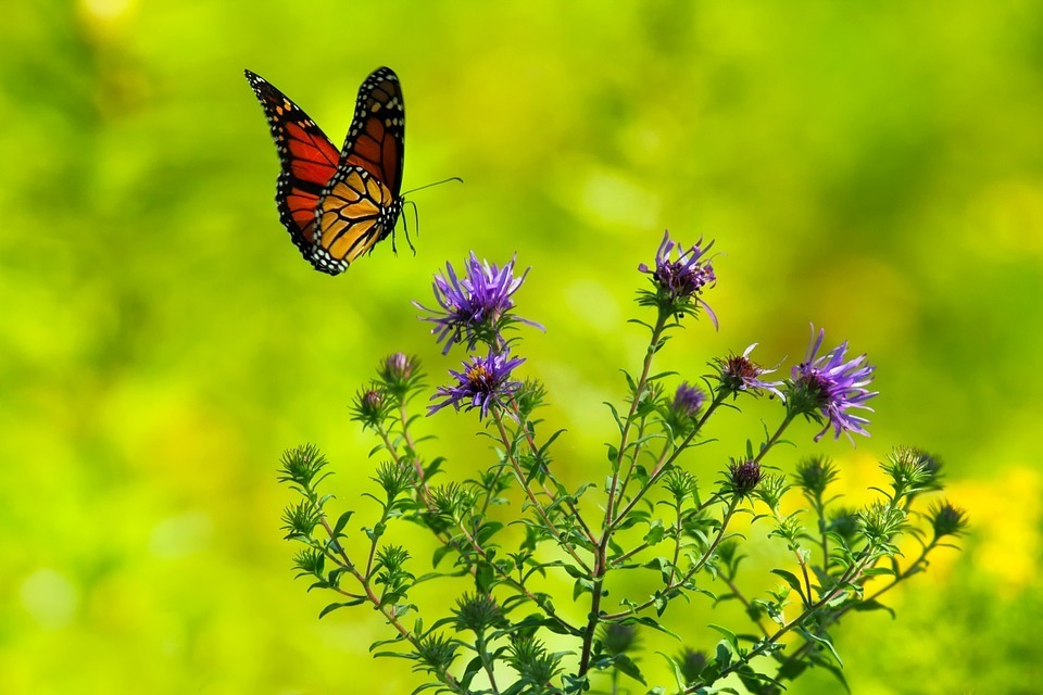 Creating a Beautiful Butterfly Garden Burkholder Landscape