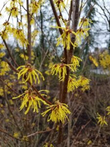 Lawn Care Maintenance - Hamamelis x intermedia Arnolds Promise yellow - 800