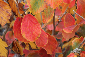 Lawn Care - Spring color in your landscape - Hamamelis x intermedia Arnolds Promise - fall colour 800