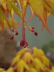 Katsura Japanese Maple or Acer palmatum Katsura - flowers and emerging foliage - Burkholder