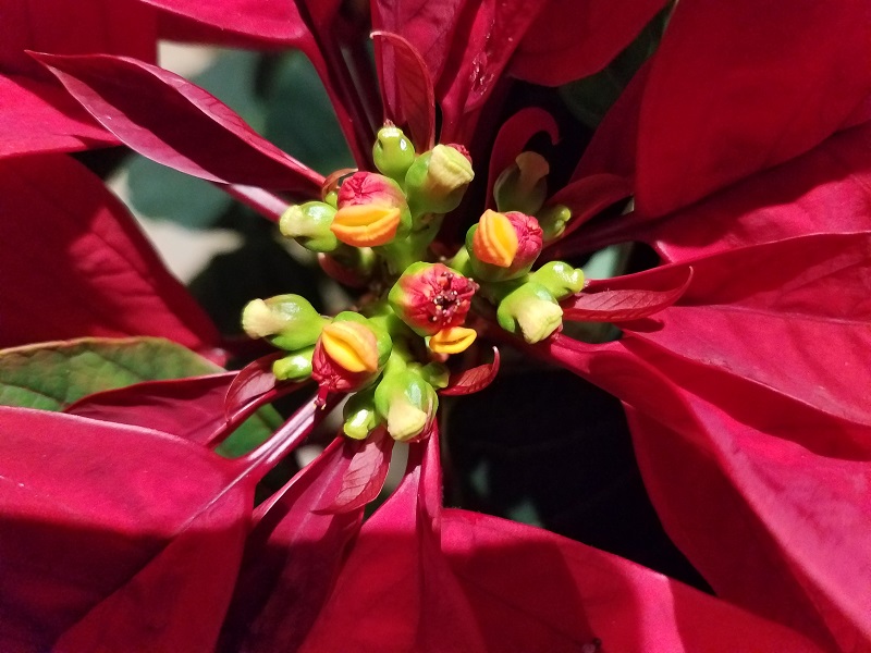 The Yellow Flowers of the Poinsettia 