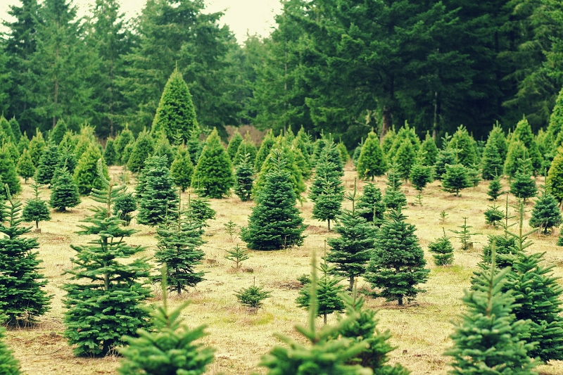 Christmas tree farm, local business advantages of fresh Christmas trees