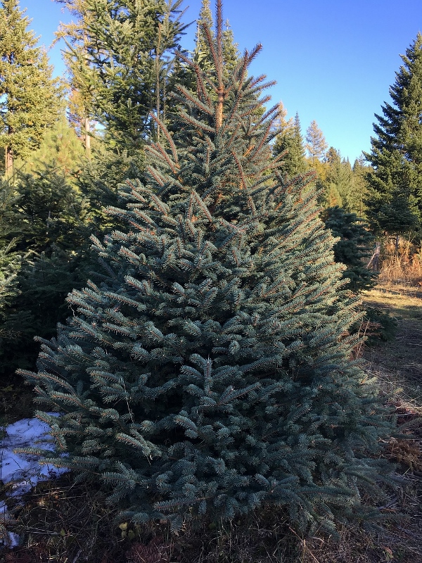 Concolor fir tree - Burkholder Holiday Market