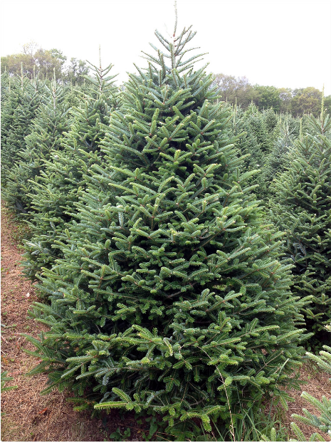 Fraser fir tree is one of the types of fresh Christmas trees you can get at Burkholder's Holiday Market