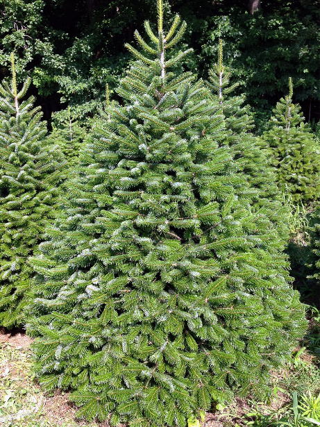 Exotic Turkish fir tree at the Burkholder Holiday Market