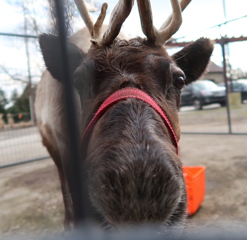 Up-close photo of reindeer | 2020 Holiday Market | Burkholder Brothers
