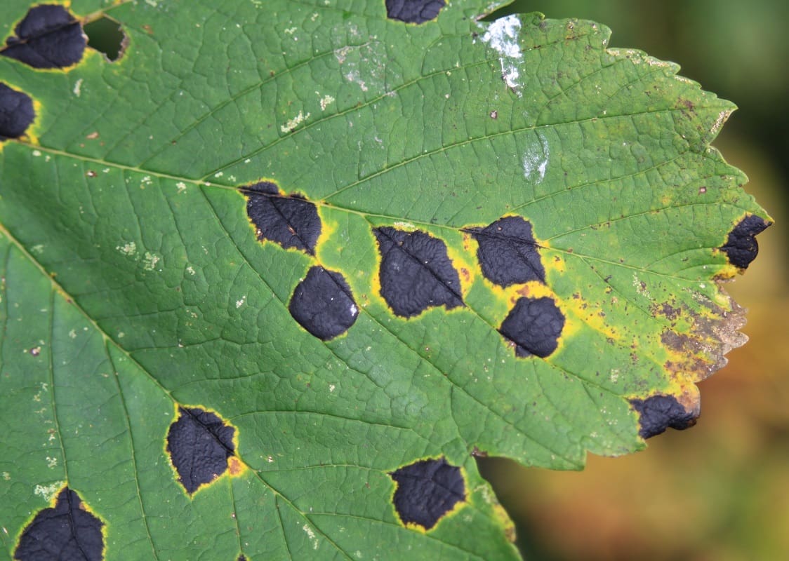 Close-up of diseased leaf | plant pests in PA | Burkholder Brothers