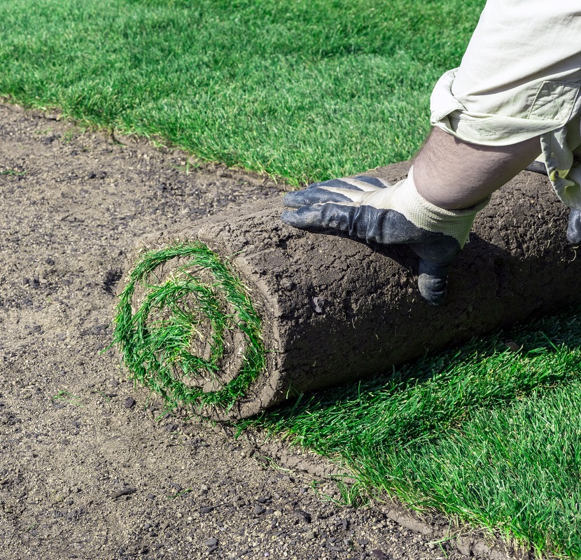 Person rolling out turf on lawn | summer turf issues | Burkholder Plant Health Care