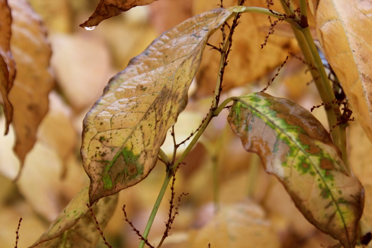 Yellow leaves on plant | importance of proper watering | Burkholder Brothers