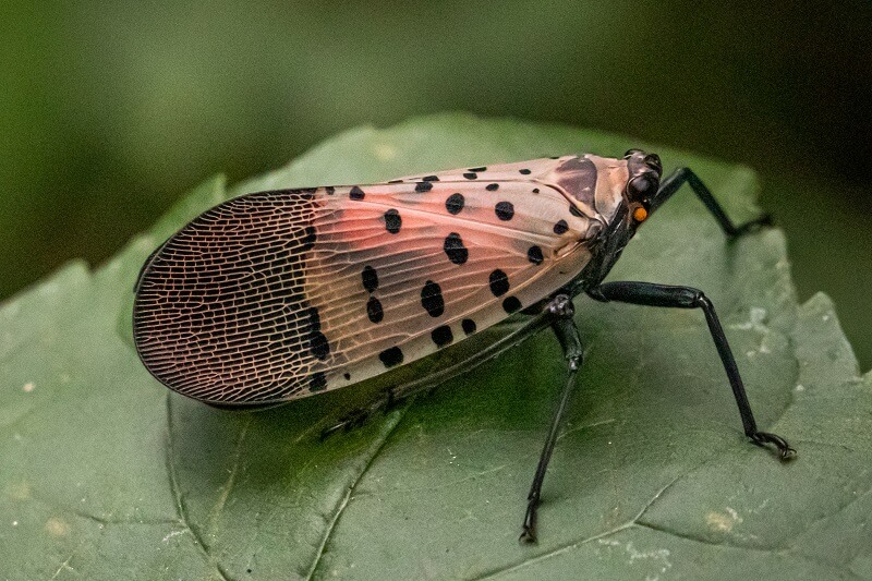 Spotted lanternfly on plant | summer turf issues | Burkholder Plant Health Care