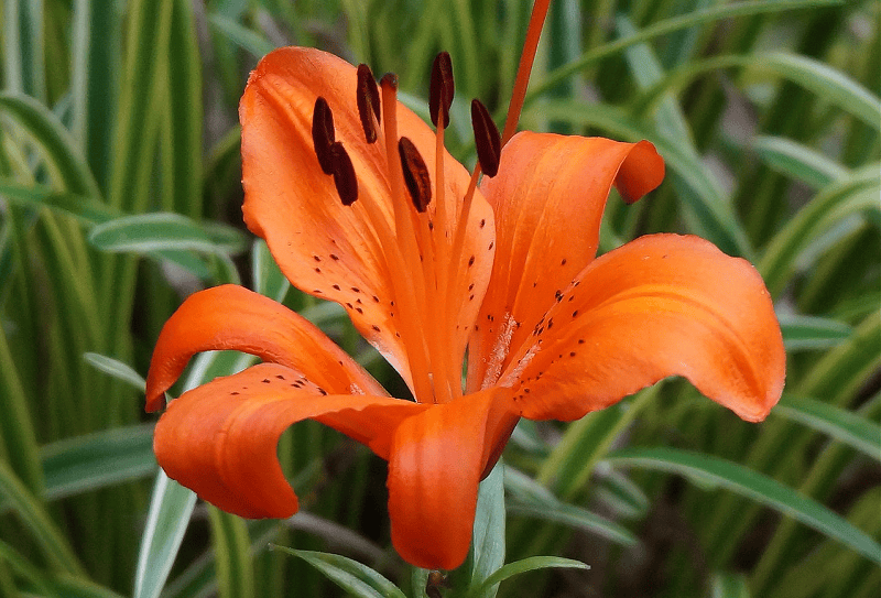 Asiatic Lily | Bulb Plants forGorgeous Summer Landscapes | Burkholder Landscape