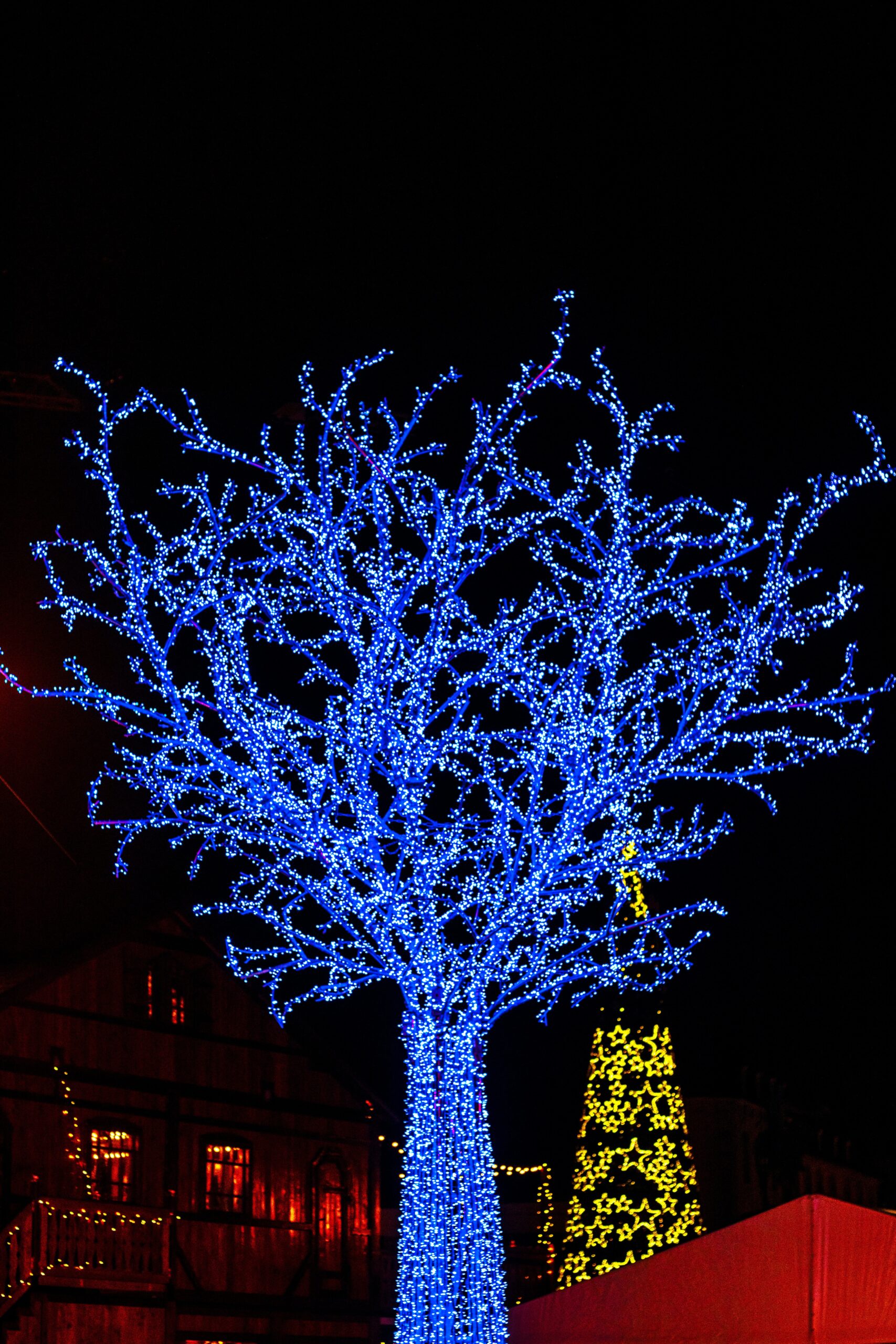 Christmas Light Display with Blue Lighted Tree | Get into the holiday spirit at the Burkholder Holiday Market