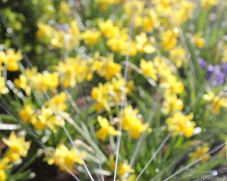 Irrigation System &ndash; Planting Bed Sprinkler