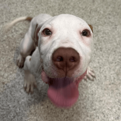 Smiling Dog from Angel's Retreat Rescue -  See them at the Burkholder Holiday Market