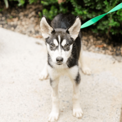 Dog from Angel's Retreat Rescue -  See them at the Burkholder Holiday Market