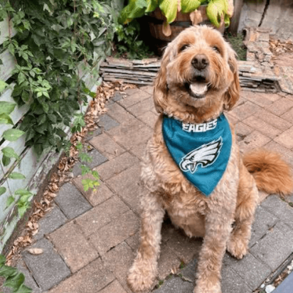 Smiling Dog from Angel's Retreat Rescue -  See them at the Burkholder Holiday Market